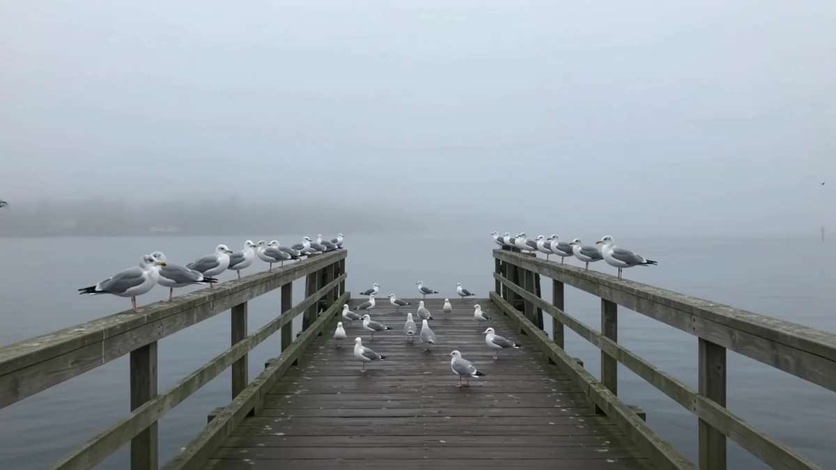 Dozens of gray-and-white seagulls resting on the rails and damp boards of a wooden pier surrounded by dense morning fog.